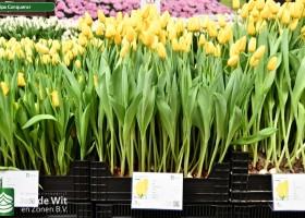 Tulipa Conqueror ® (1)